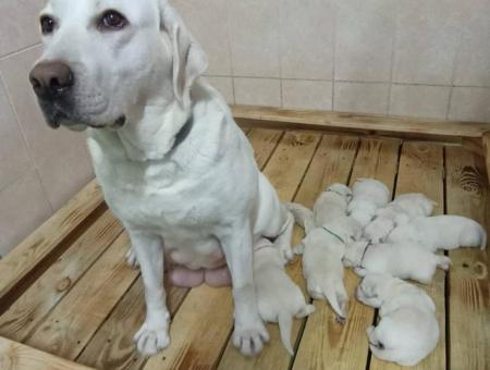 Viva worked as a guide dog and helped the blind owner. Now she works as a mom and helps to teach other dogs by her example.